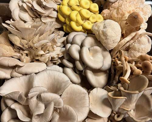 Cooking Class @ The Silo: Mushroom Madness w Chef Dino